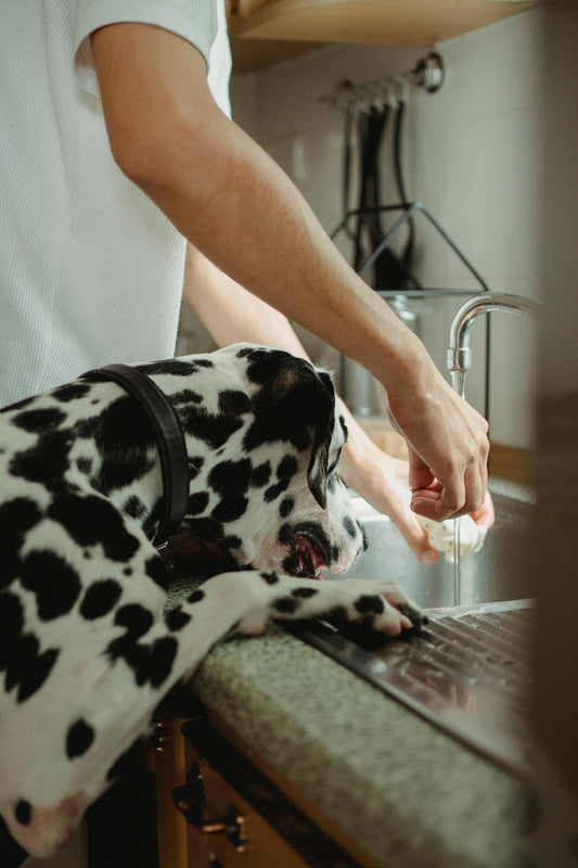 Cleaning My Dogs Paws After Walks