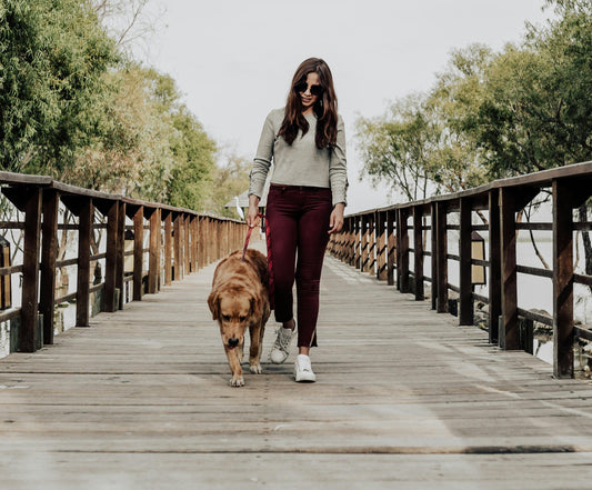 How Often Should I Walk My Dog?